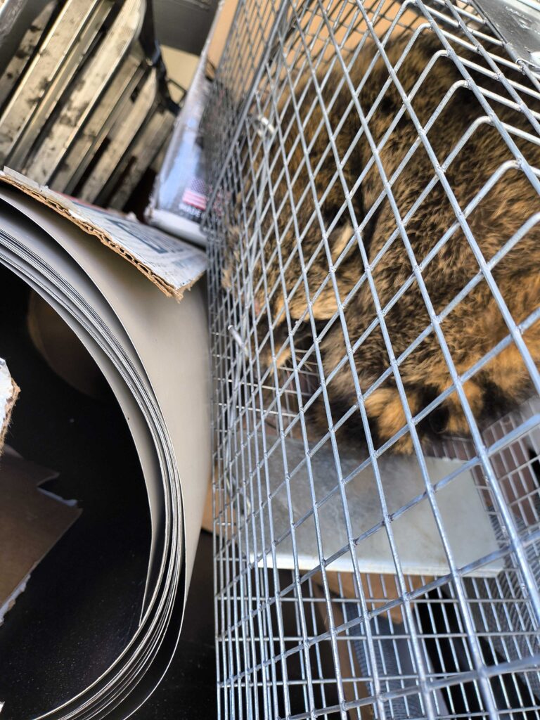 Wildlife Control Mason