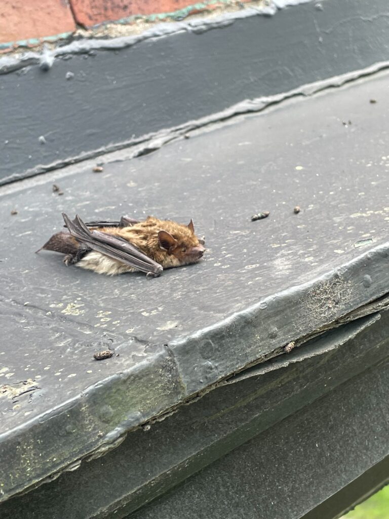 Wildlife Control Mason