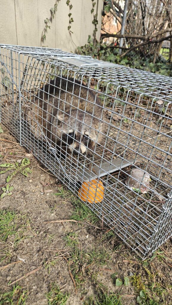 Wildlife Control Lyndon