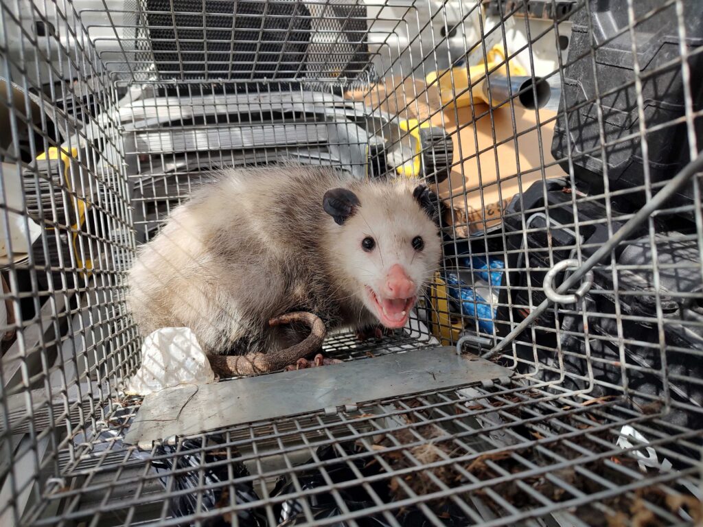 Wildlife Control Lyndon