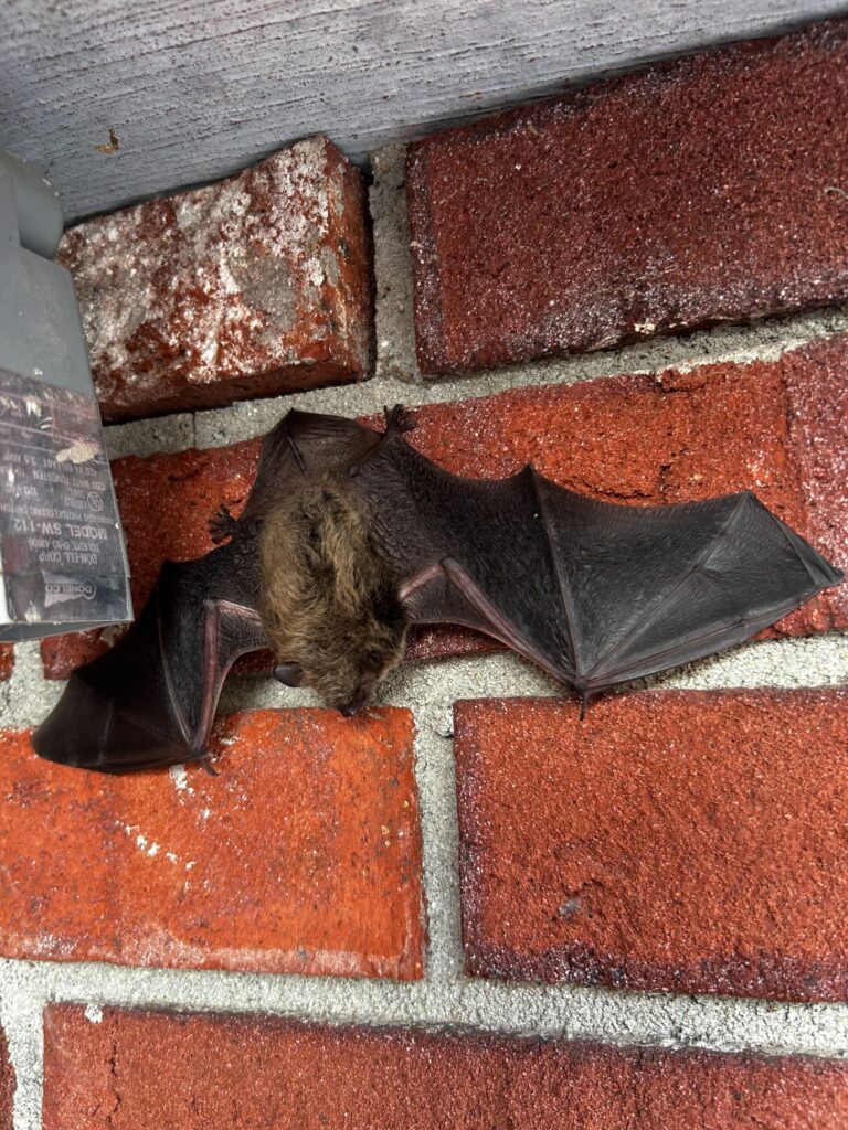 Wildlife Control Lyndon