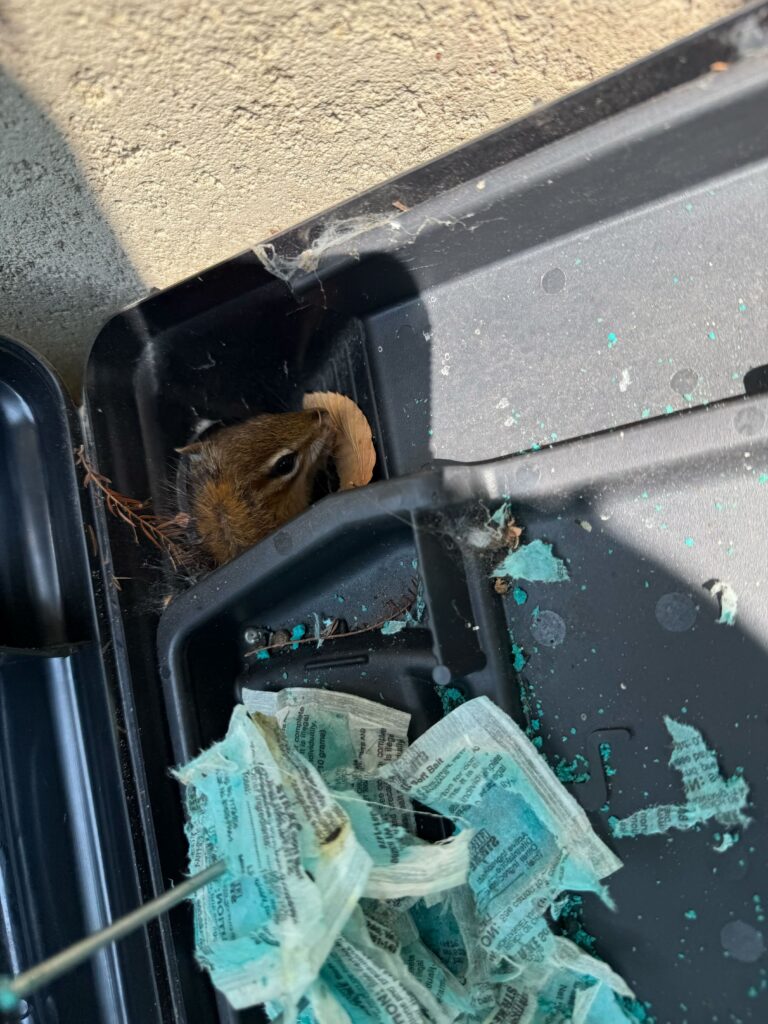 Wildlife Control Lyndon