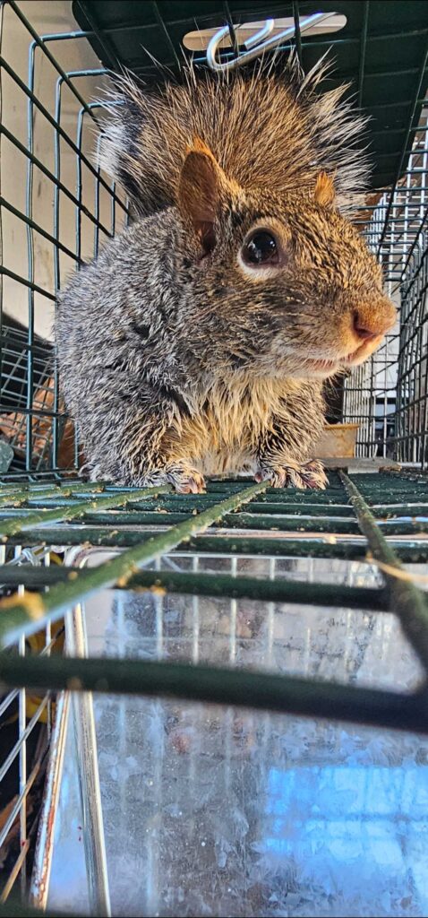 Wildlife Control Lyndon